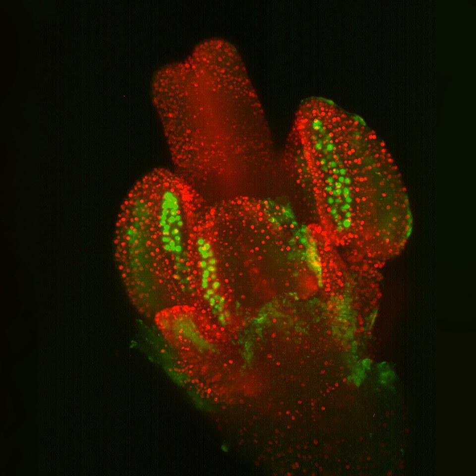 蔡司 Lightsheet 7